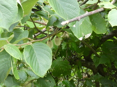 Actinidia