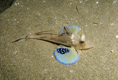 Chelidonichthys lucerna