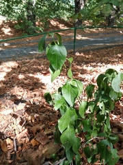 Vincetoxicum hirundinaria