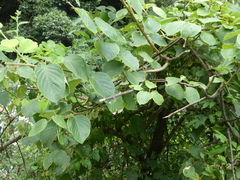 Actinidia