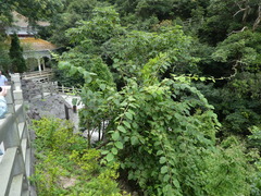 Actinidia
