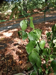 Vincetoxicum hirundinaria