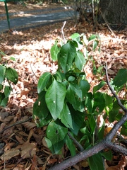 Vincetoxicum hirundinaria