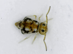 Deuterosminthurus pallipes