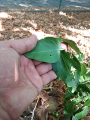 Vincetoxicum hirundinaria