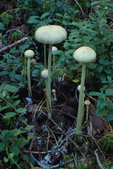 Protostropharia alcis