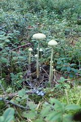 Protostropharia alcis