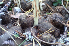 Protostropharia alcis