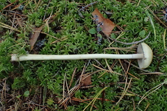 Protostropharia alcis