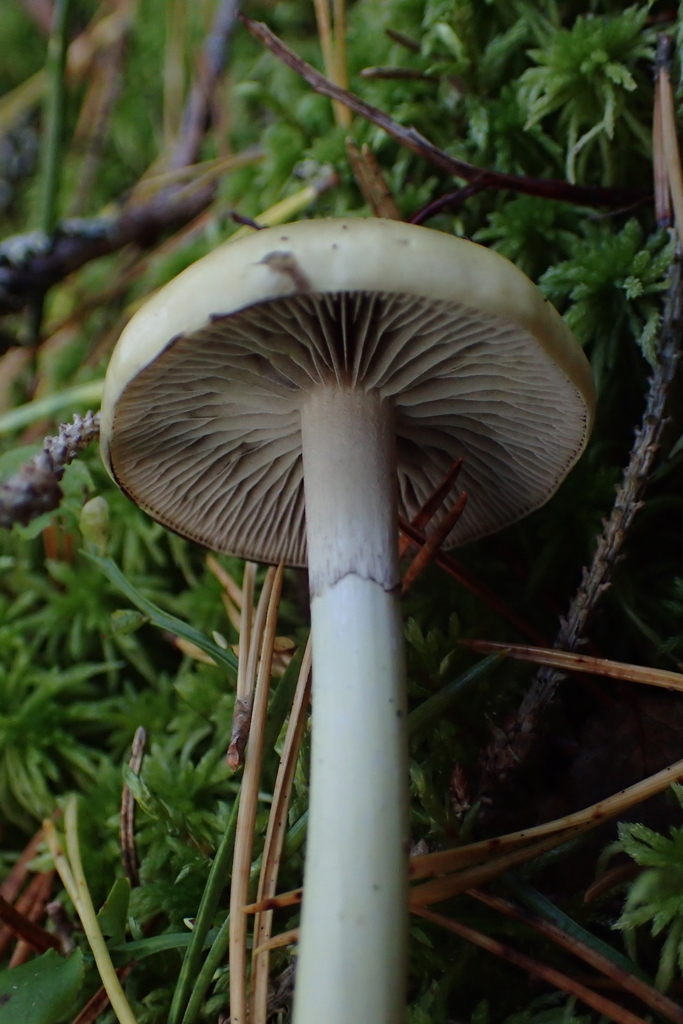 Protostropharia alcis