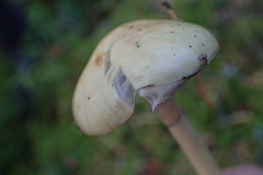 Protostropharia alcis