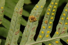 Psychoides filicivora