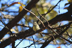 Empidonax occidentalis