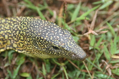 Varanus tsukamotoi