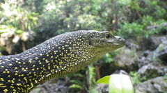 Varanus tsukamotoi
