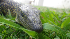 Varanus tsukamotoi