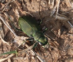 Cicindela obsoleta obsoleta