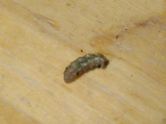 Noctuidae
