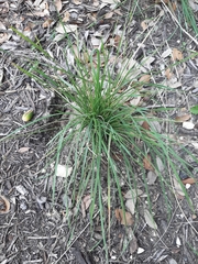 Nassella leucotricha