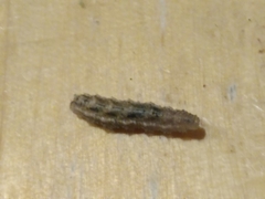 Noctuidae