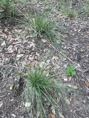 Nassella leucotricha