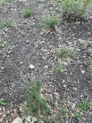 Nassella leucotricha