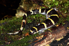 Ambystoma annulatum