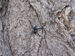 Rhyephenes