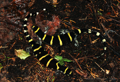 Ambystoma annulatum