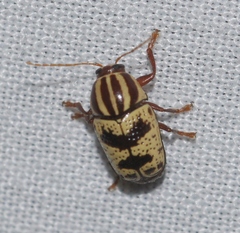 Cryptocephalus leucomelas