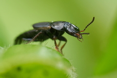 Quedius lateralis