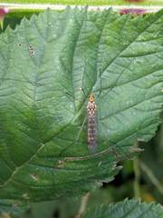 Nephrotoma flavipalpis