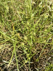 Cyperus brevifolioides