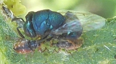 Perilampus hyalinus