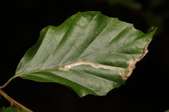 Stigmella hemargyrella