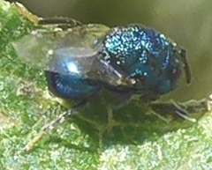 Perilampus hyalinus