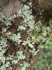Parmotrema hypotropum