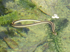 Thamnophis atratus