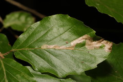 Stigmella hemargyrella