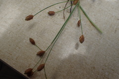 Fimbristylis caroliniana