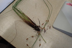 Fimbristylis caroliniana