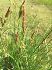 Carex aperta