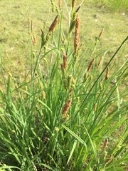 Carex aperta