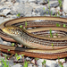 Western Slender Glass Lizard - Photo (c) Travis W. Reeder, some rights reserved (CC BY-NC), uploaded by Travis W. Reeder