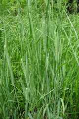 Phleum pratense pratense