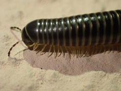 Ommatoiulus oxypygus