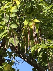 Magnoliopsida