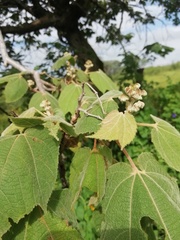 Heliocarpus terebinthinaceus