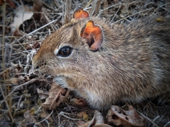Galea spixii