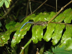 Emoia caeruleocauda